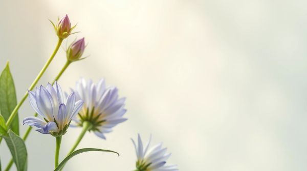 Pourquoi les fleurs de CBD françaises deviennent incontournables en 2026